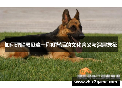 如何理解黑贝这一称呼背后的文化含义与深层象征